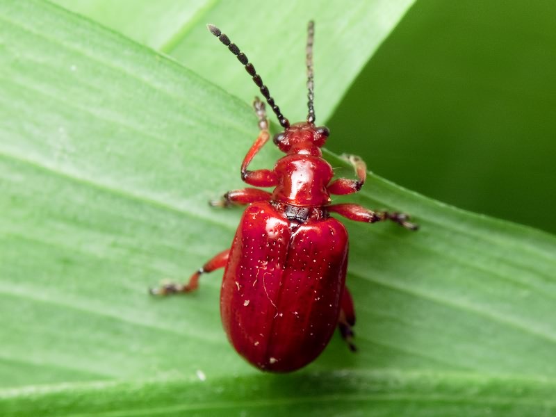 Lilioceris merdigera (Linnaeus, 1758)